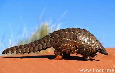 precise pangolin